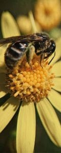 belle abeille sur fleur jaune