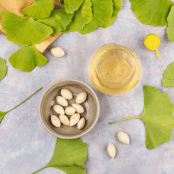 comment consommer le ginkgo biloba