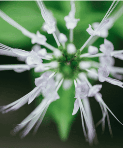fleur d'orthosiphon
