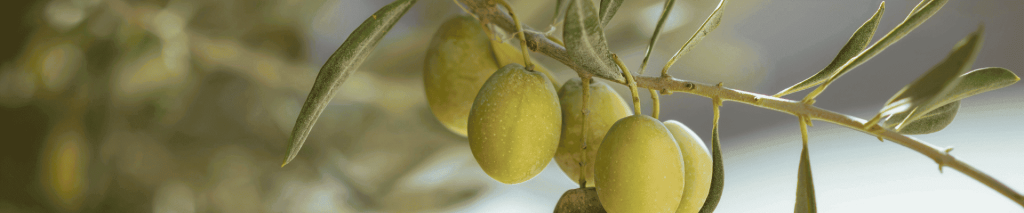 Branche d'olivier avec Olives et feuilles