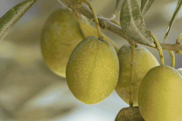 Branche d'olivier avec Olives et feuilles
