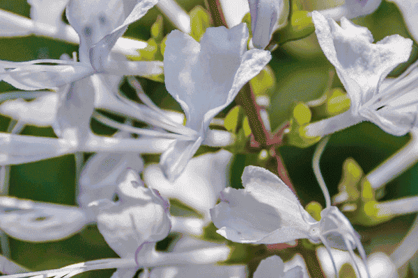 plante orthosiphon